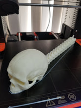 Load image into Gallery viewer, Skull and movable spine
